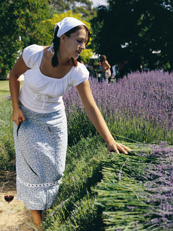 Lavandula Lavender Farm