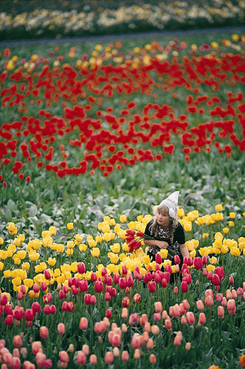 Monbulk Tulip Farm