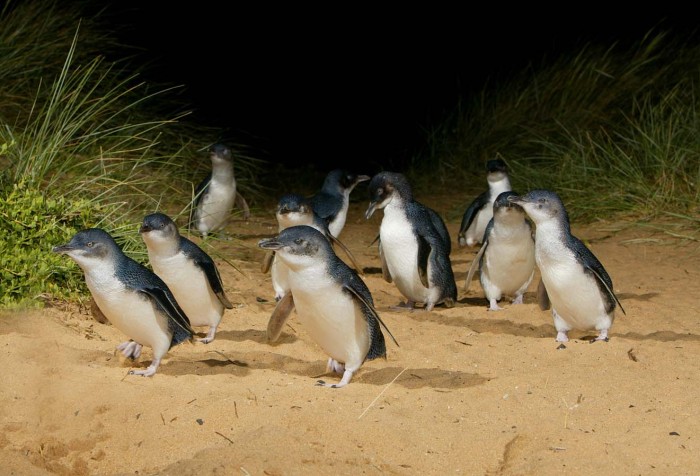 Penguin Parade on Phillip Island